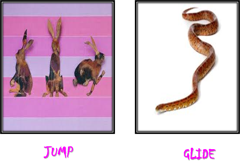 Learning of Animals Movement Of Animals