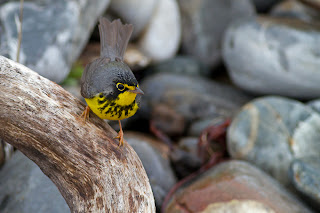 Image of a Canada warbler