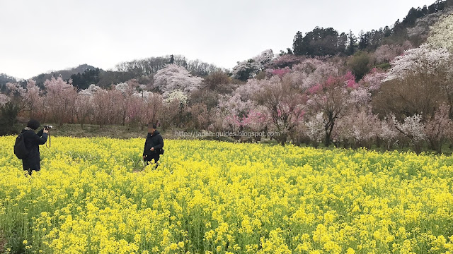 Hanamiyama Sakura Rape