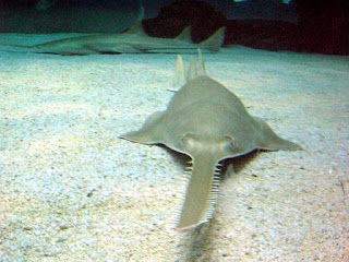 Sawfish Binatang Atau Hewan Langka Di Dunia Yang Terancam Punah