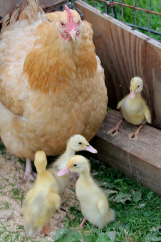 booii Ducklings & Mama hen