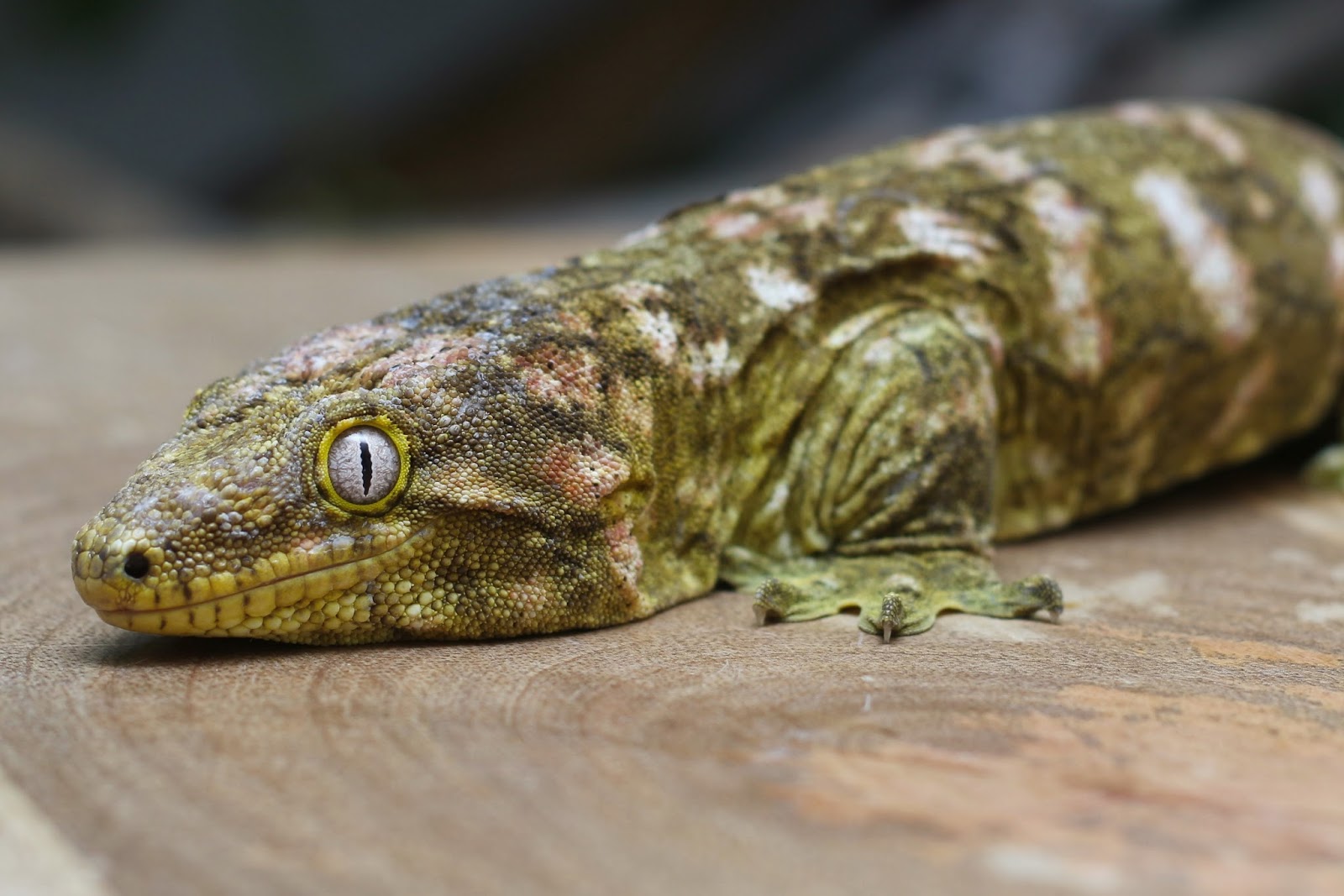 5 Things I’ve Learned about Keeping Leachies Much Ado About Chameleons