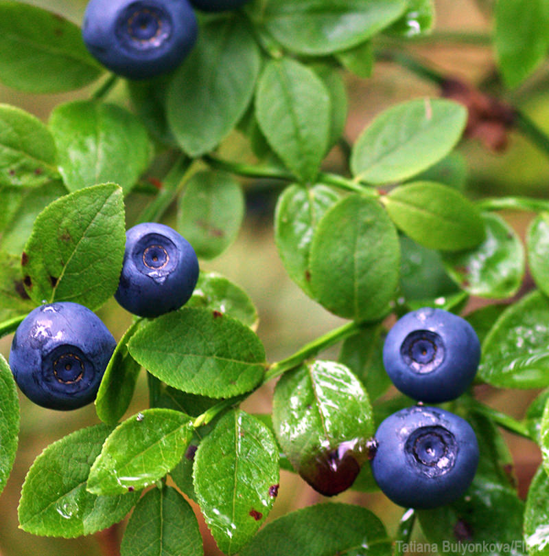 Natural Herbal Remedies Herbal Supplements Articles Bilberries and