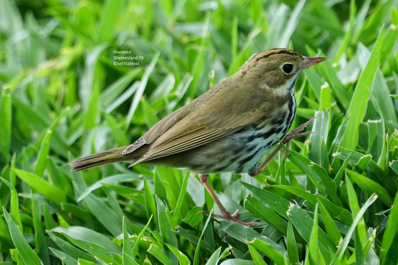 Birds and Nature: Ovenbird-up close and personal