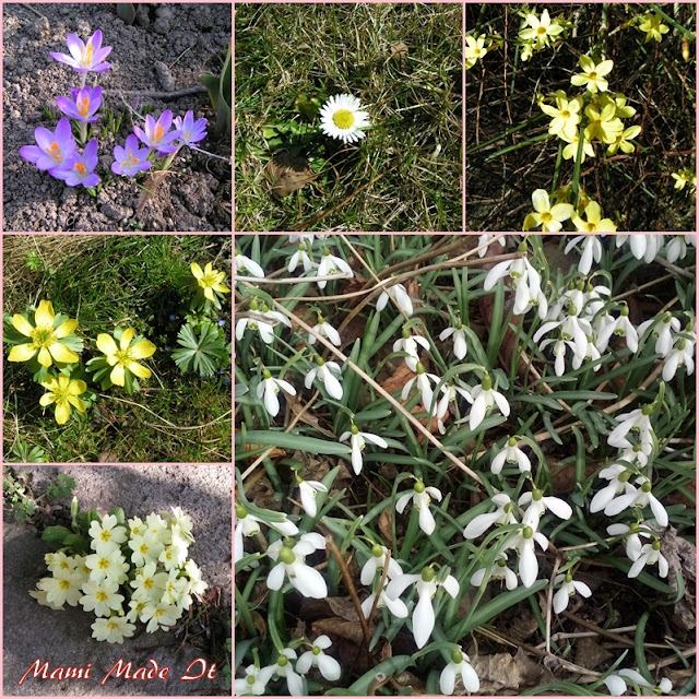 Flowers in Spring garden March 2017