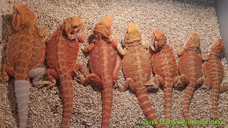 bearded-dragon-reindeer-antlers.jpg bearded-dragon-reindeer-antlers.jpg