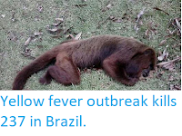https://sciencythoughts.blogspot.com/2018/03/yellow-fever-outbreak-kills-237-in.html