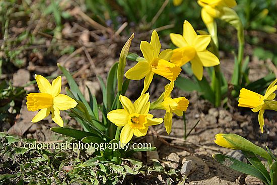 Tete a Tete daffodils-Dwarf Narcissus