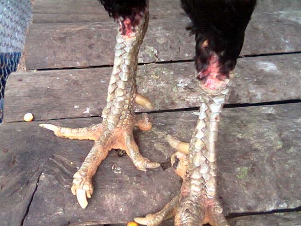 Gambar 5 Bagian Terpenting Sisik Kaki Ayam Bangkok