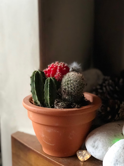 Cacti from Dobbies, #gogreenforbluemonday mandy charlton, photographer, writer, blogger, how to survive Blue Monday