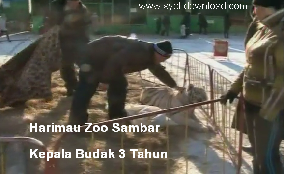 Pangeran Chenta Budak Disambar Harimau  Di Zoo Video 