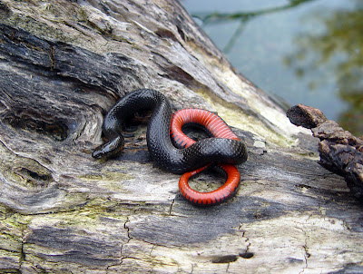 Serpiente negra del pantano Seminatrix pyagea