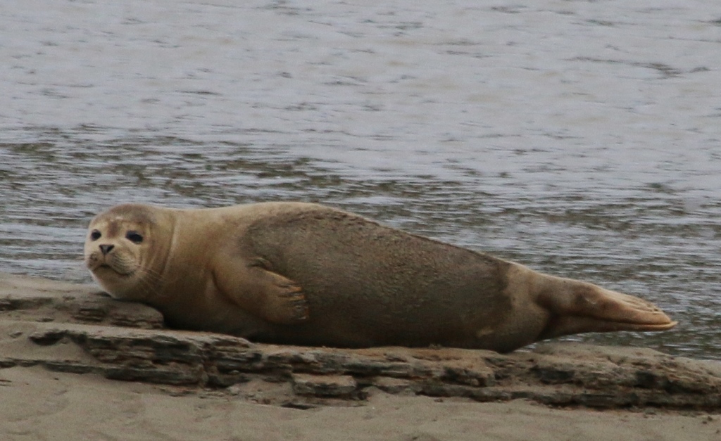Sussex Marine Wildlife Jottings Common seal river Adur, Shoreham.
