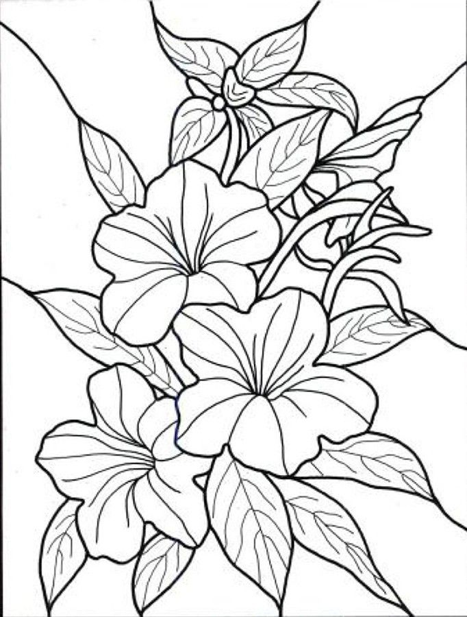 Kumpulan Sketsa Gambar Bunga Hitam Putih Untuk Diwarnai Terbaru jpg (682x900)