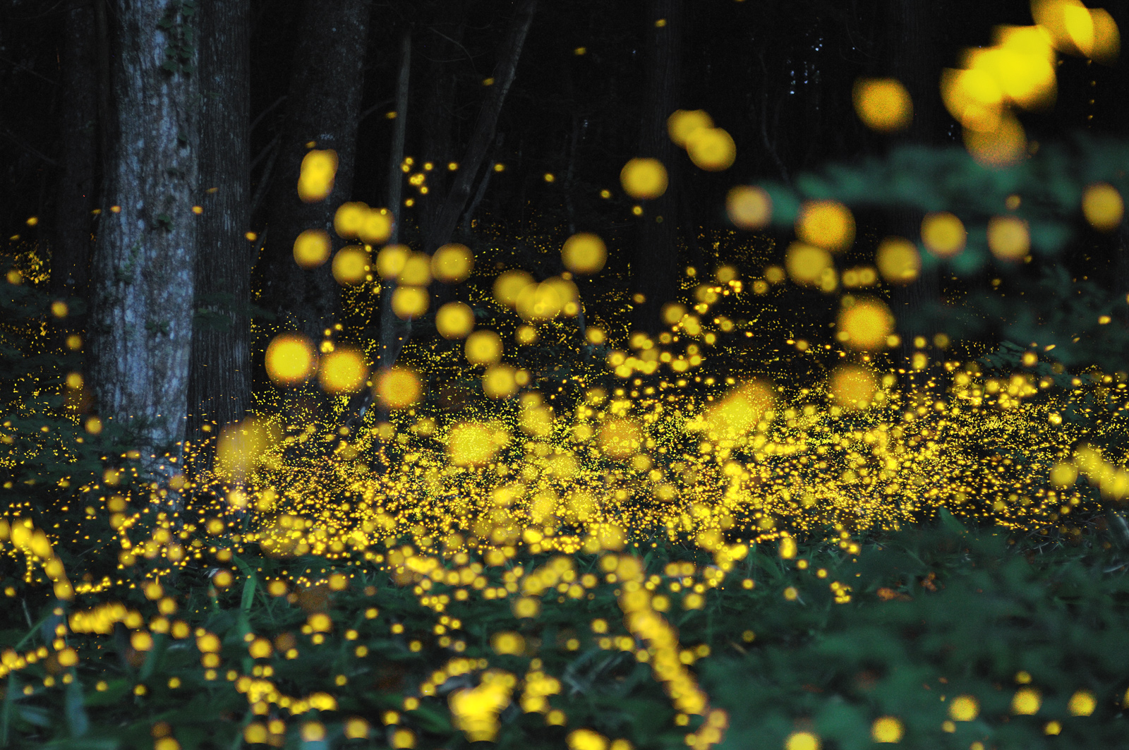 Truly Remarkable Long Exposure Photographs of Gold Fireflies in Japan.
