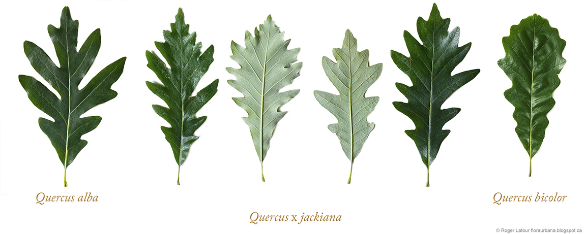 Flora Urbana Le Chene De Jack