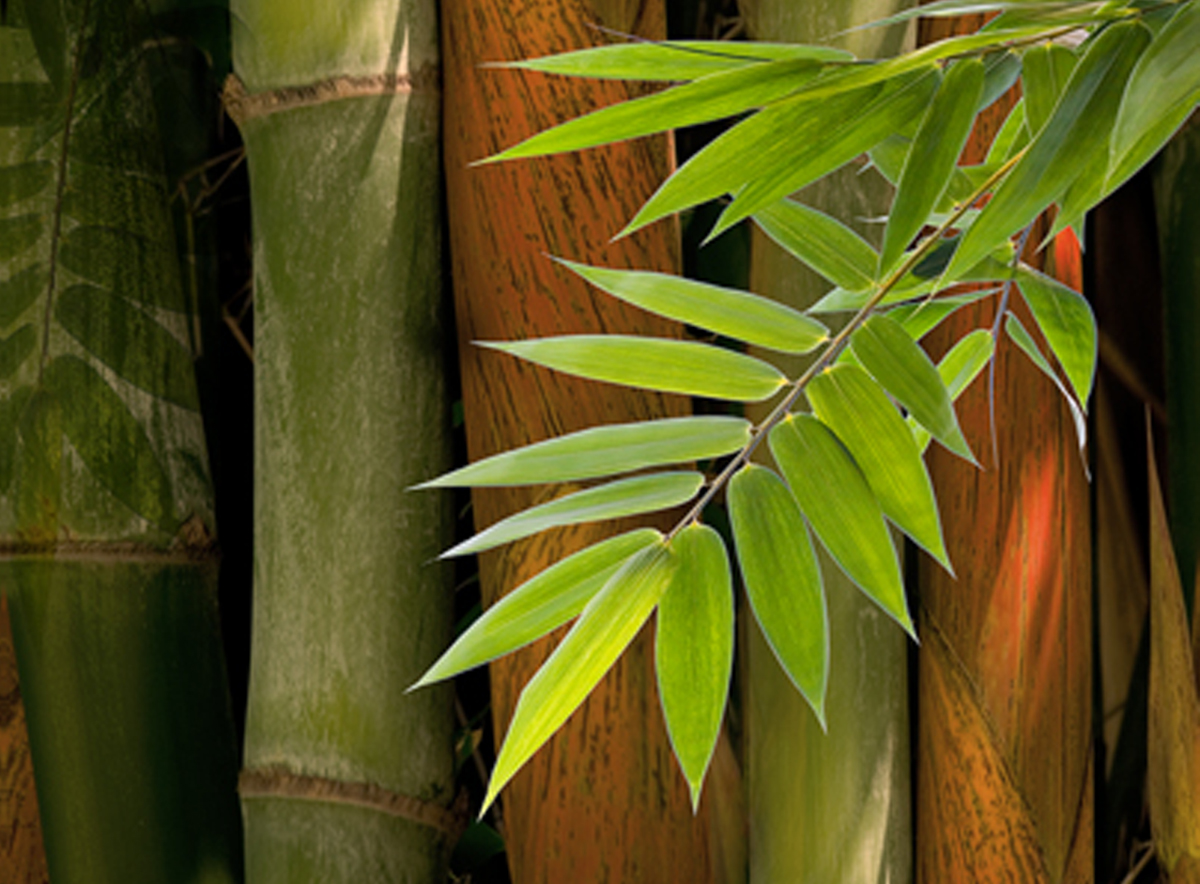 Листья бамбука