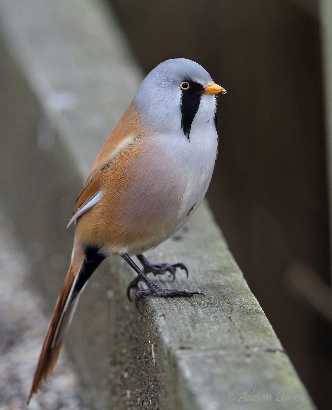 bearded dragon food somerset bearded dragon food somerset
