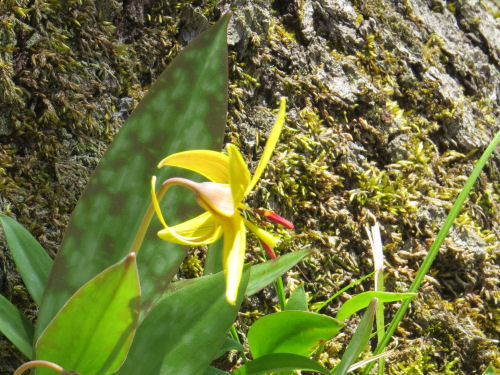 trout lily