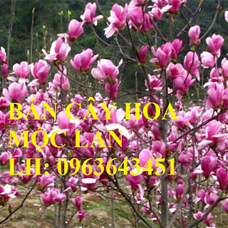 Cung cấp cây hoa mộc lan, cây hoa mộc lan đang có hoa, uy tín, chất lượng, giao cây toàn quốc Cung cấp cây hoa mộc lan, cây hoa mộc lan đang có hoa, uy tín, chất lượng, giao cây toàn quốc