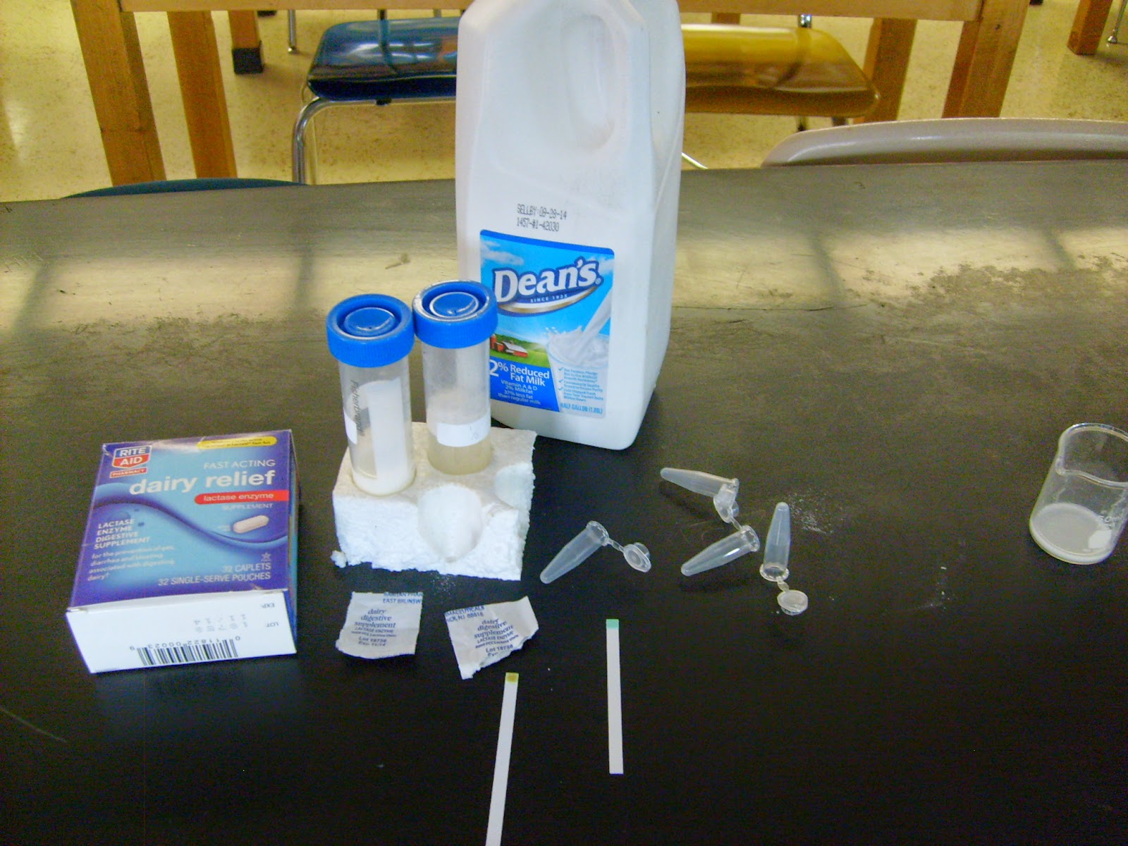 EC Honors Biology Tuesday September 29th Lactase and the effects of