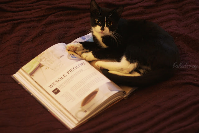 kot, wypieki, ciasteczka, książka kucharska