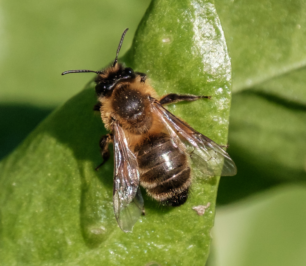 Насекомые похожие на пчел. Тайская пчела. Слепень Оса пчела. Насекомое похожее на пчелу. Похожа на пчелу.