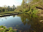 The Painted Turtle Pond