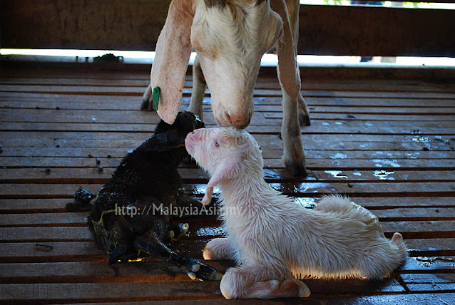 Malaysia Newborn Goat