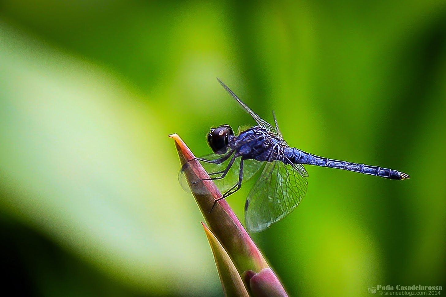 Fakta Pepatung Dragonfly