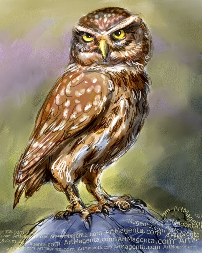 Little Owl sketch painting. Bird art drawing by illustrator Artmagenta