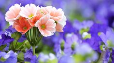 flower images hd