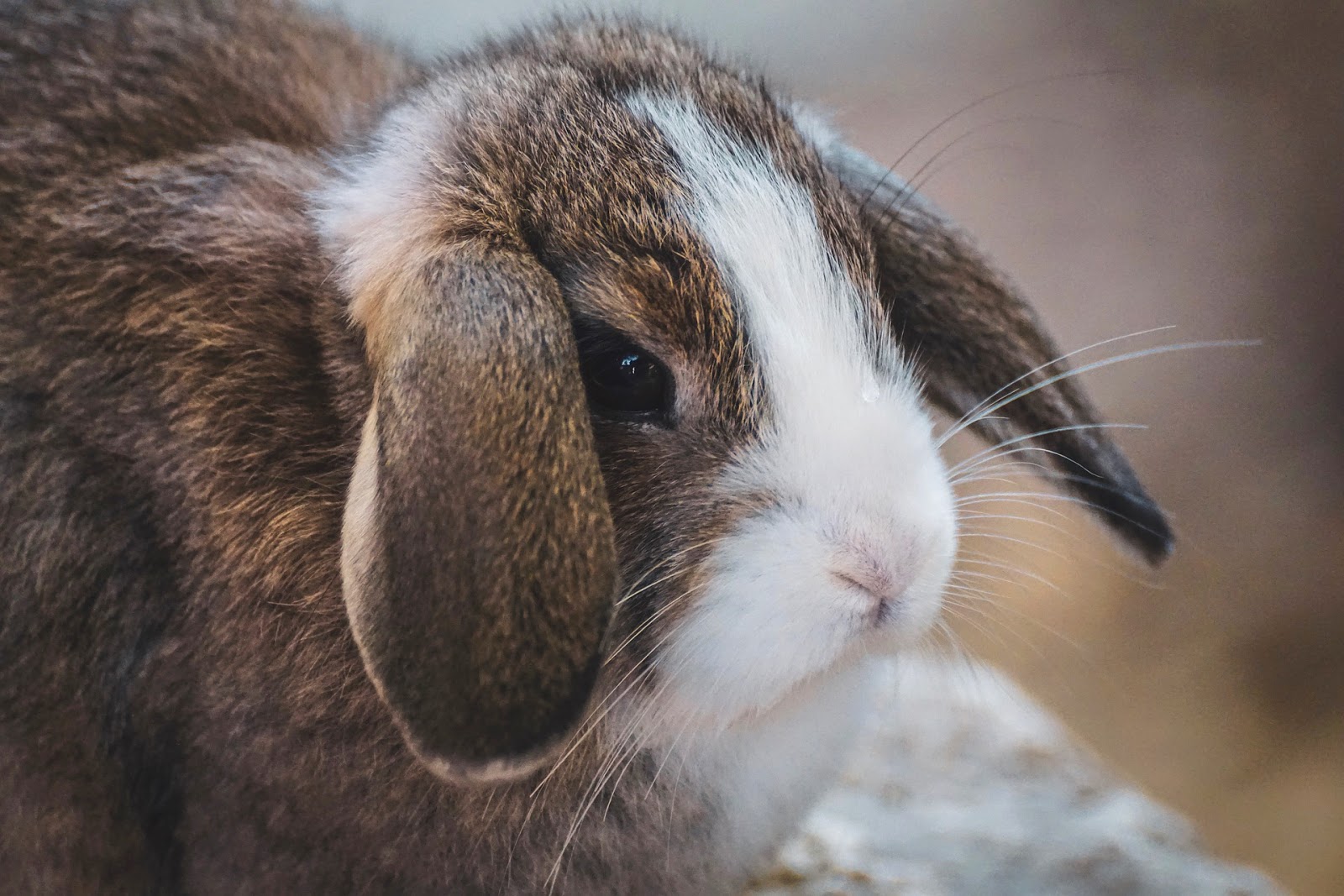 4 Reasons Why Your Rabbit is Scared Of You TheRider'sPets