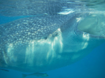 open mouth whale shark