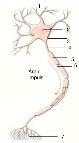 Sel syaraf (neuron) pada manusia Sel syaraf (neuron) pada manusia