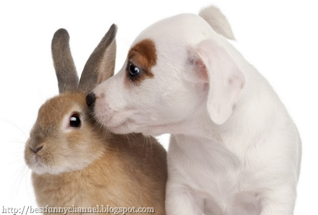  Bunny and white puppy.