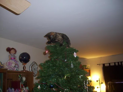 Kittens in Christmas trees