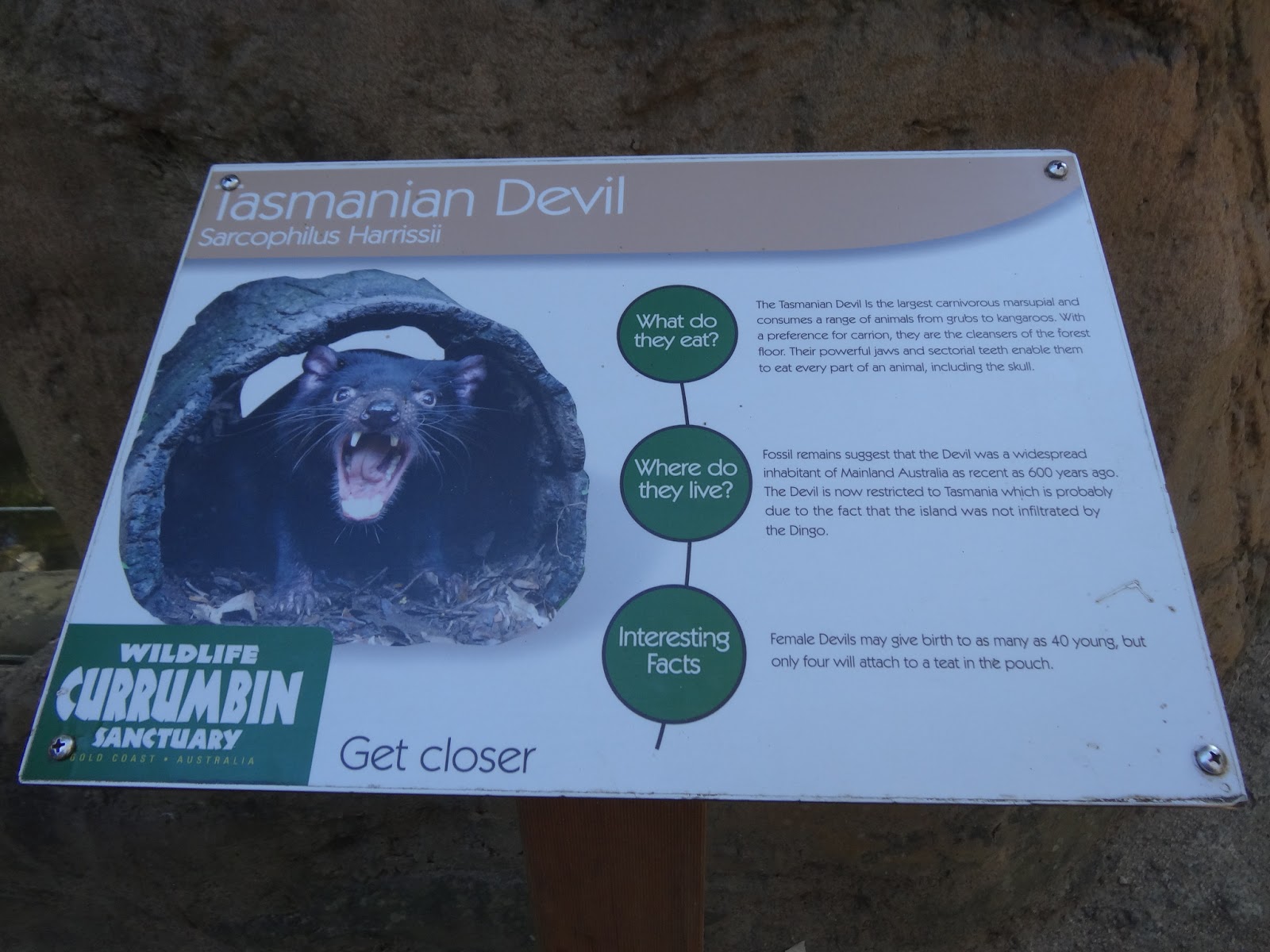 Stu @ the Zoo: In Focus - Tasmanian Devil
