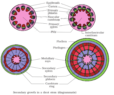 Secondary growth in dicot system