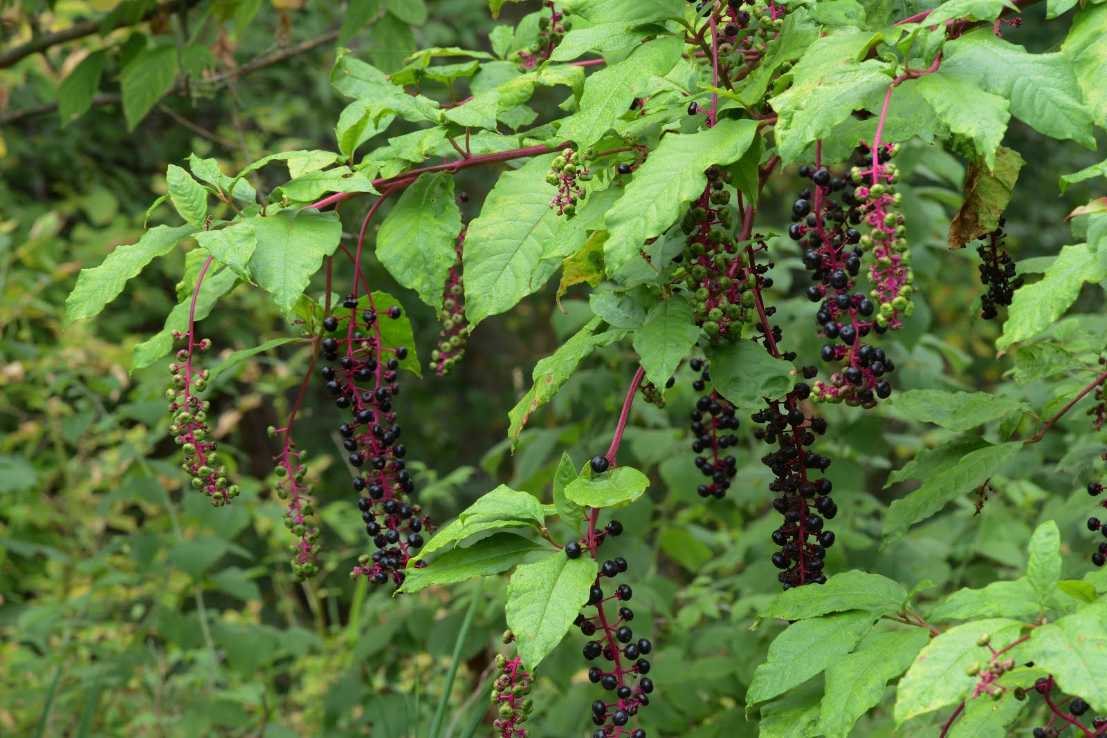 Indiana Plant A Day American Pokeweed Indiana Plant A Day American Pokeweed