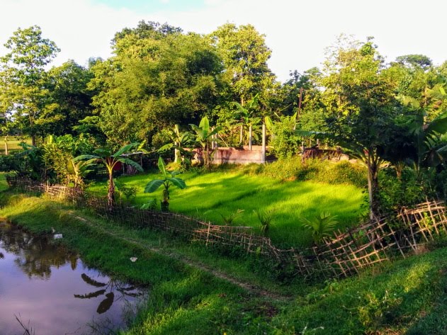 Lush green environment at Panbari Mishing Tribal village, Assam, India