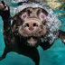 Σε ποιες παραλίες θα επιτρέπεται με το νόμο να κολυμπούν σκυλιά (ΛΙΣΤΑ)