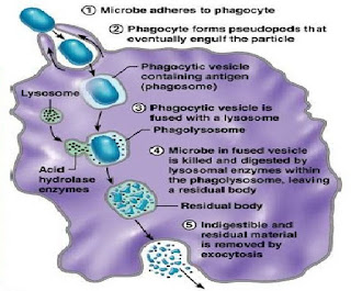 Pengertian dan Mekanisme Fagositosis