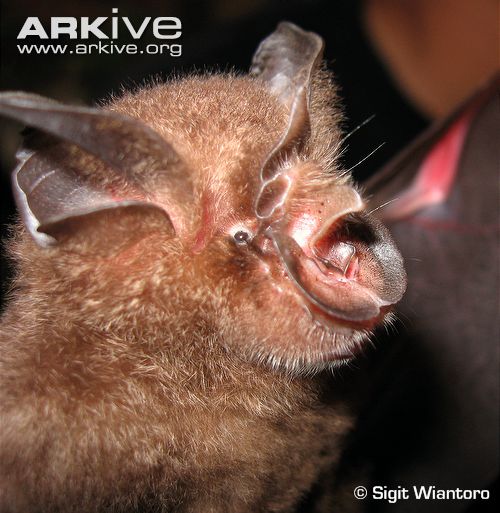 Bats are not bugs: Do bats have eyes?