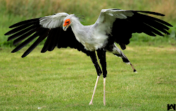secretary bird boy birds secretarybird nature animal