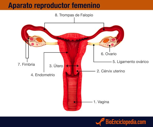 aparato reproductor femenino .
