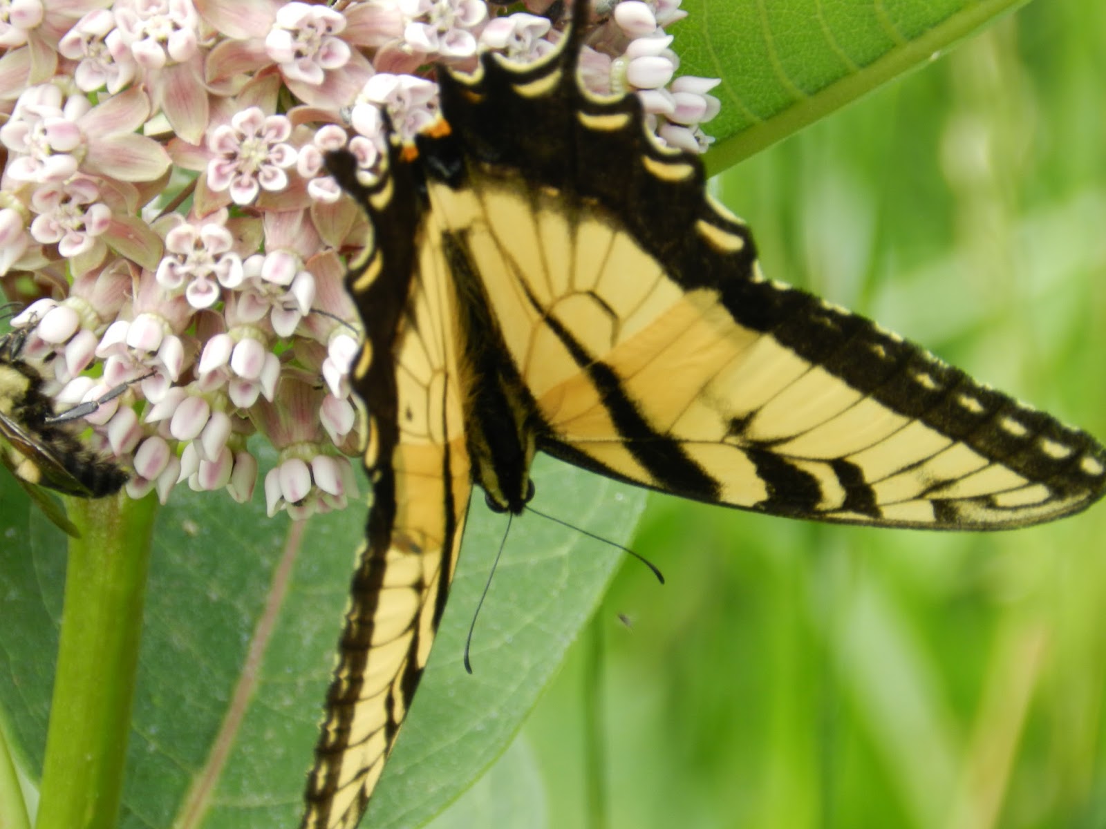 FULLON FORWARD Butterflies for TEXAS!!!!