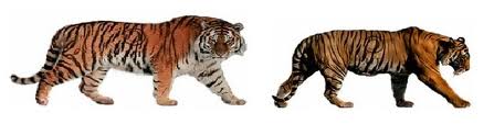 BENGAL TIGER: Difference between Siberian and Bengal Tigers