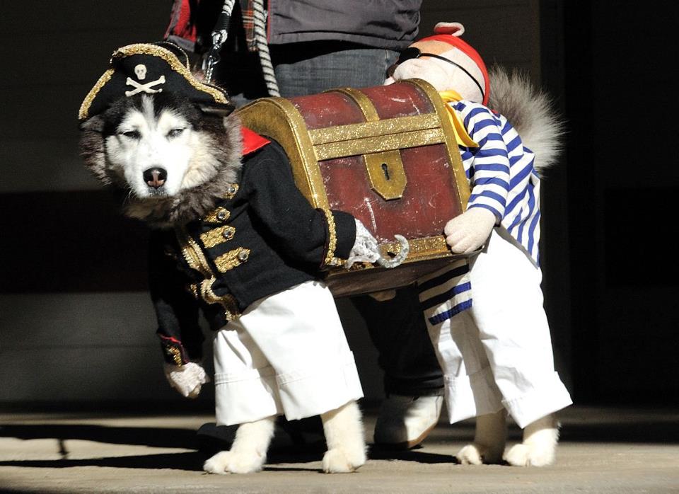 50 Funny pet costumes (50 pics) Amazing Creatures