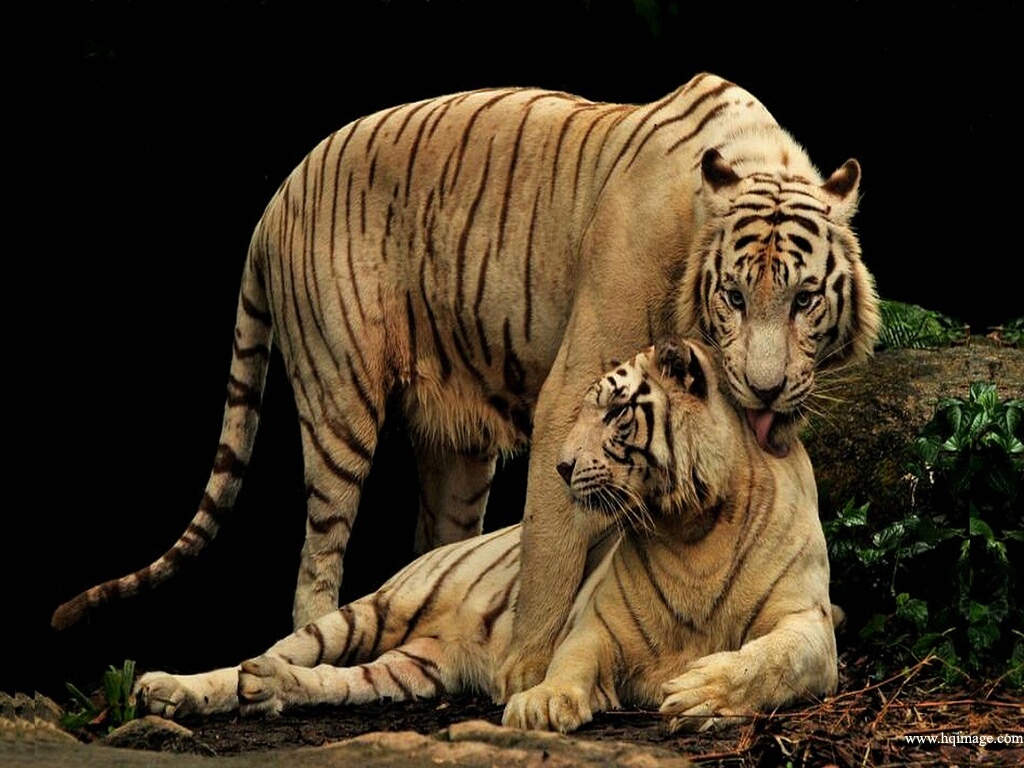 HD Wallpapers beautiful wallpapers beautiful images awesome